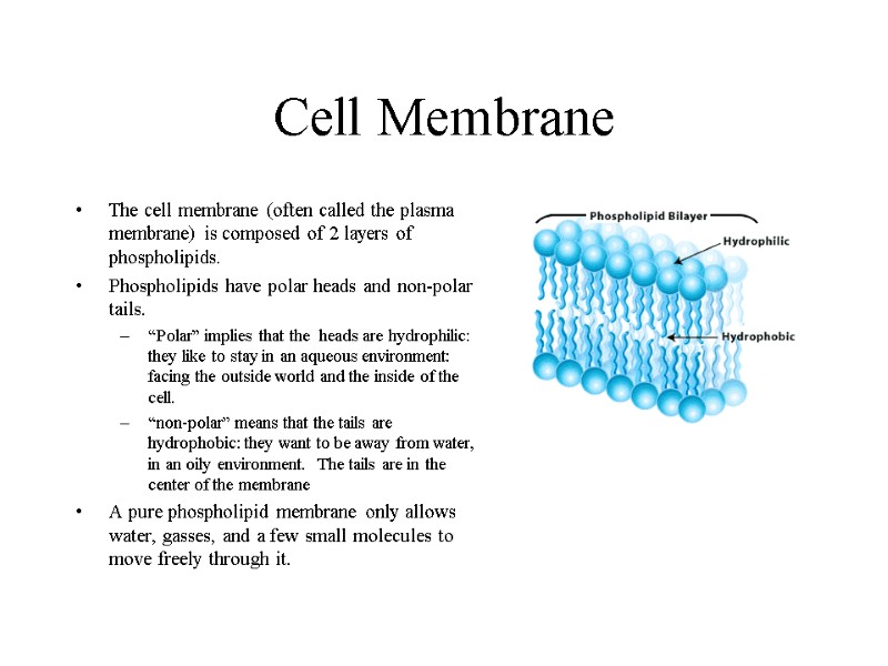 Cell Membrane The cell membrane (often called the plasma membrane) is composed of 2